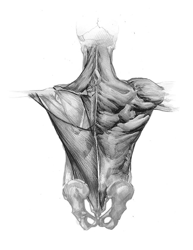 artistic anatomy robert beverly hale pdf